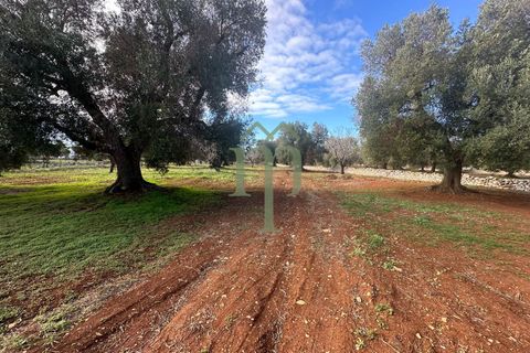 Terra a Carovigno, Brindisi, Carovigno - € 30.000 | Ref: Terreno Prete - foto 5